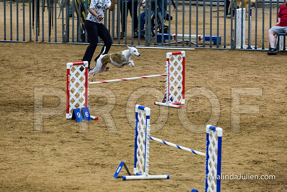 Agility STD Sun 20 Whippet Piper-JJJ_7970-HR3