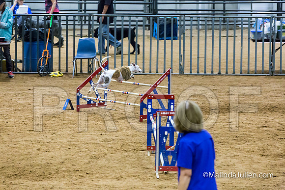 Agility STD Sun 20 Whippet Piper-JJJ_7971-HR3
