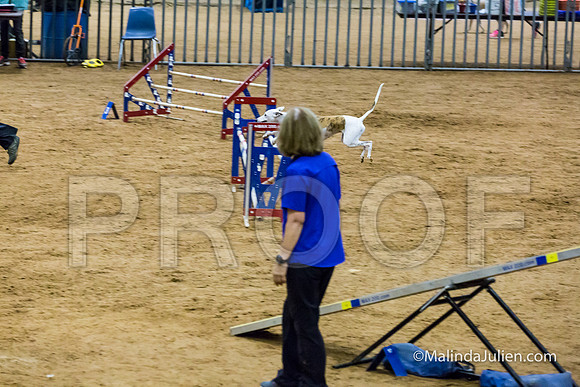 Agility STD Sun 20 Whippet Piper-JJJ_7974-HR3