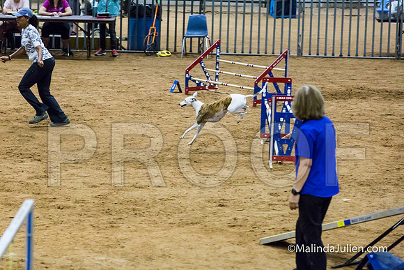 Agility STD Sun 20 Whippet Piper-JJJ_7975-HR3