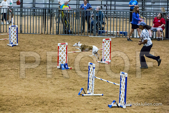Agility STD Sun 20 Whippet Piper-JJJ_7976-HR3
