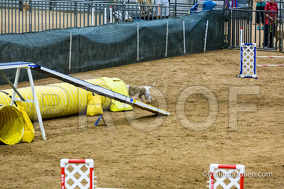 Agility STD Sun 20 Whippet Piper-JJJ_7977-HR3