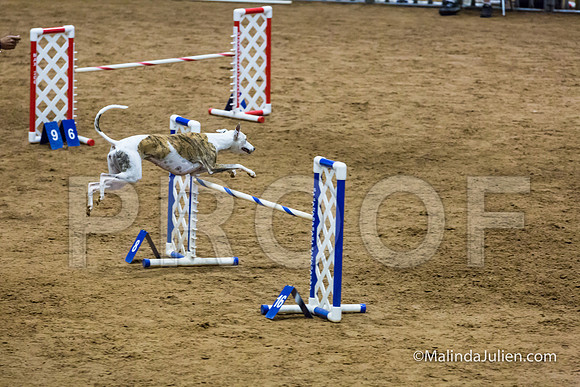 Agility STD Sun 20 Whippet Piper-JJJ_7979-HR3