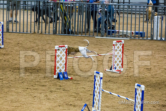 Agility STD Sun 20 Whippet Piper-JJJ_7980-HR3
