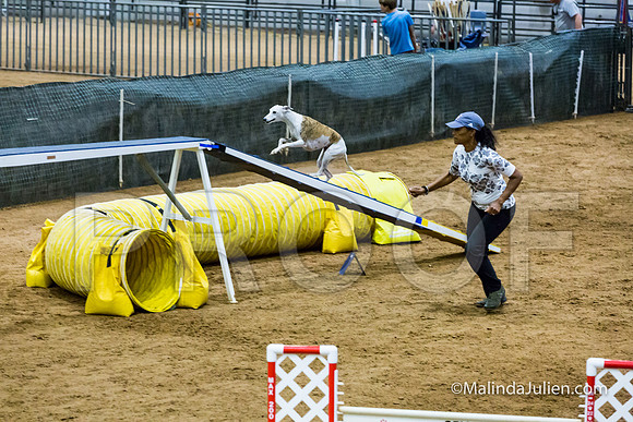 Agility STD Sun 20 Whippet Piper-JJJ_7982-HR3