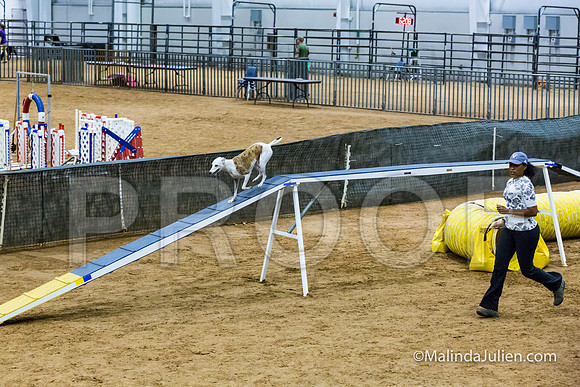 Agility STD Sun 20 Whippet Piper-JJJ_7984-HR3