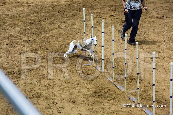 Agility STD Sun 20 Whippet Piper-JJJ_7985-HR3