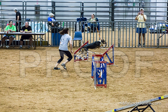 Agility STD Sun 24 All American Dog Kershaw-JJJ_5708-HR3