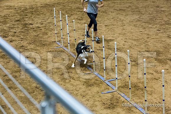 Agility STD Sun 24 All American Dog Kershaw-JJJ_5718-HR3