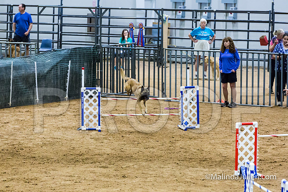 Agility STD Sun 24 Belgian Malinois Chica-JJJ_8274-HR3