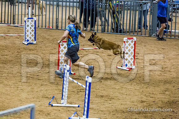 Agility STD Sun 24 Belgian Malinois Chica-JJJ_8282-HR3