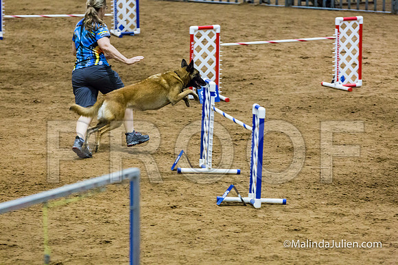 Agility STD Sun 24 Belgian Malinois Chica-JJJ_8286-HR3