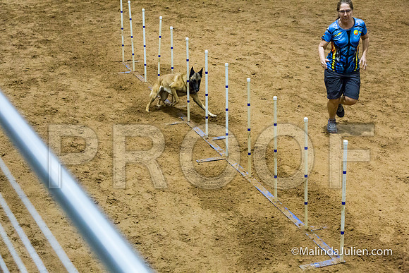 Agility STD Sun 24 Belgian Malinois Chica-JJJ_8297-HR3