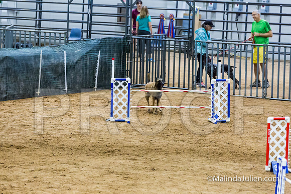 Agility STD Sun 24 Belgian Malinois Lily-JJJ_8444-HR3