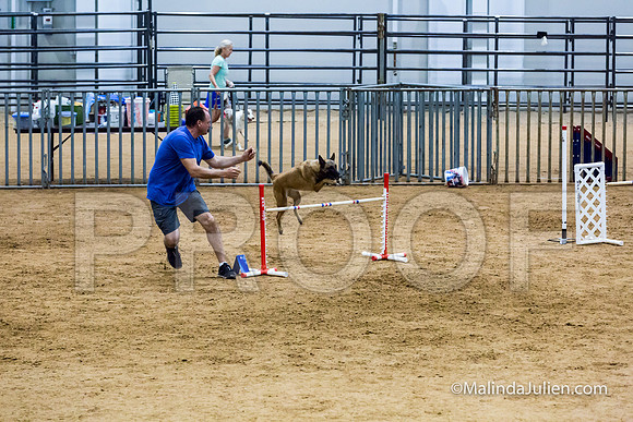 Agility STD Sun 24 Belgian Malinois Lily-JJJ_8448-HR3