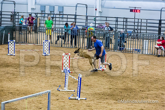 Agility STD Sun 24 Belgian Malinois Lily-JJJ_8450-HR3