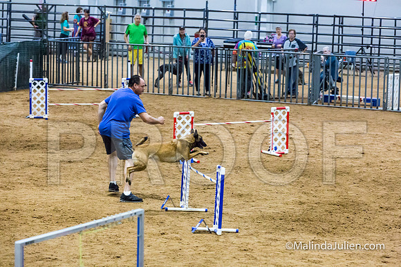 Agility STD Sun 24 Belgian Malinois Lily-JJJ_8451-HR3