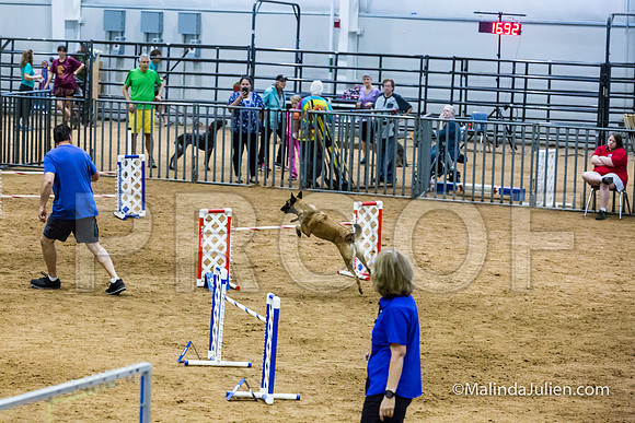 Agility STD Sun 24 Belgian Malinois Lily-JJJ_8452-HR3