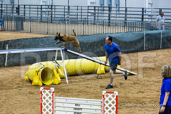 Agility STD Sun 24 Belgian Malinois Lily-JJJ_8454-HR3