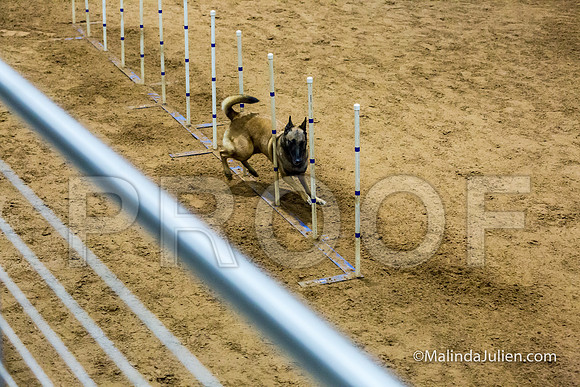 Agility STD Sun 24 Belgian Malinois Lily-JJJ_8462-HR3