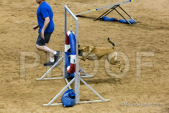 Agility STD Sun 24 Belgian Malinois Lily-JJJ_8464-HR3
