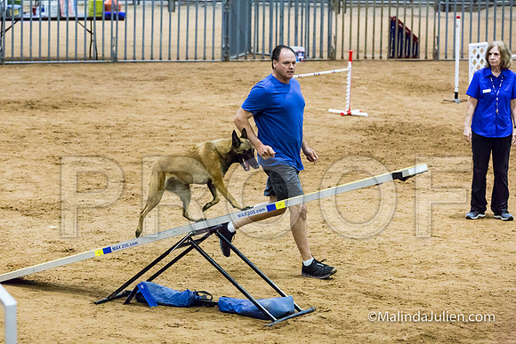 Agility STD Sun 24 Belgian Malinois Lily-JJJ_8466-HR3