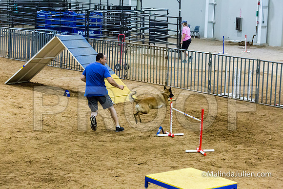 Agility STD Sun 24 Belgian Malinois Lily-JJJ_8468-HR3