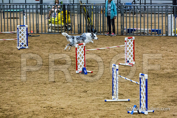 Agility STD Sun 24 Border Collie-JJJ_5742-HR3