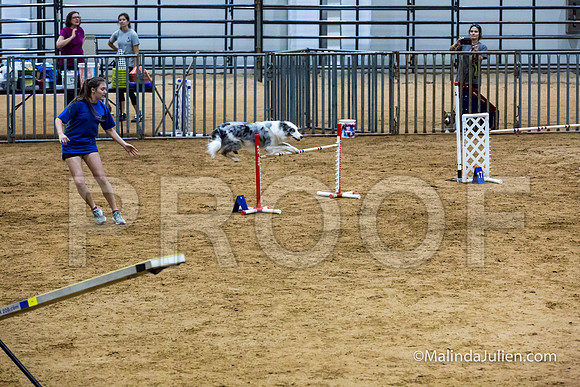 Agility STD Sun 24 Border Collie-JJJ_5746-HR3