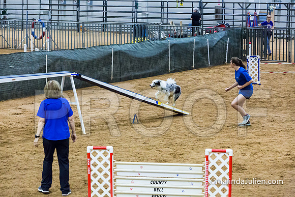 Agility STD Sun 24 Border Collie-JJJ_5749-HR3