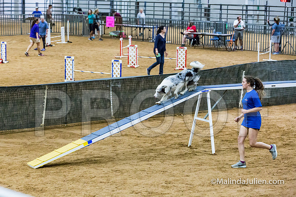 Agility STD Sun 24 Border Collie-JJJ_5752-HR3
