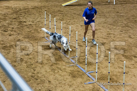 Agility STD Sun 24 Border Collie-JJJ_5755-HR3