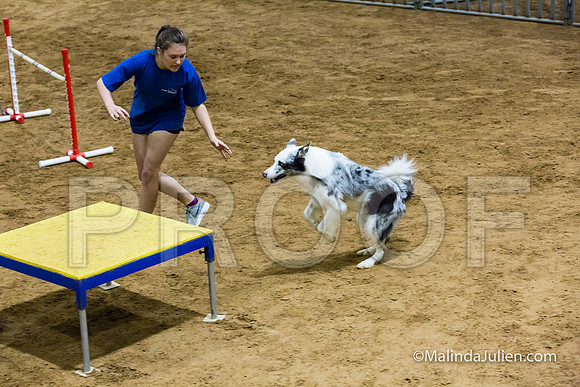 Agility STD Sun 24 Border Collie-JJJ_5760-HR3