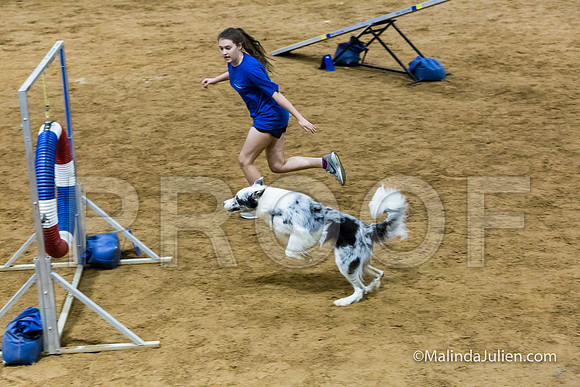 Agility STD Sun 24 Border Collie-JJJ_5764-HR3