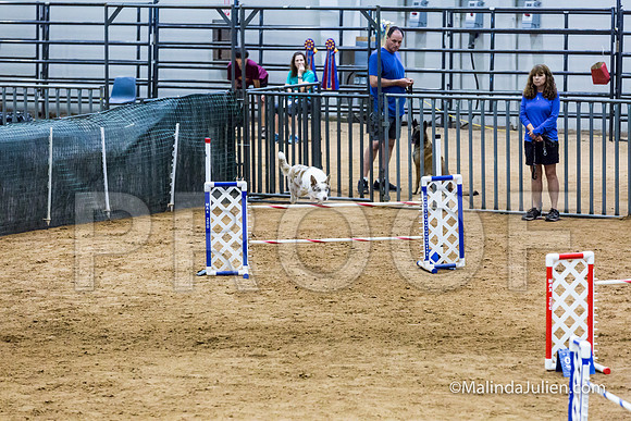 Agility STD Sun 24 Border Collie 8-JJJ_8418-HR3