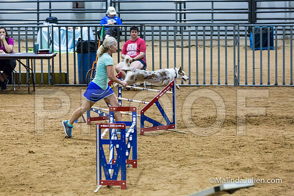 Agility STD Sun 24 Border Collie 8-JJJ_8420-HR3