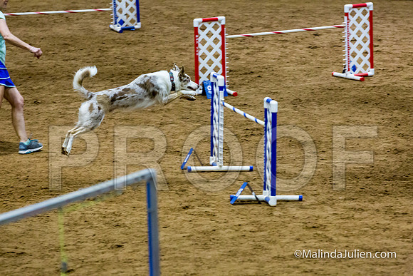 Agility STD Sun 24 Border Collie 8-JJJ_8423-HR3