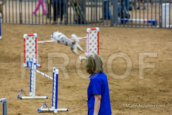 Agility STD Sun 24 Border Collie 8-JJJ_8424-HR3