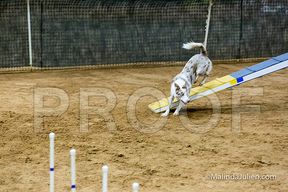 Agility STD Sun 24 Border Collie 8-JJJ_8427-HR3