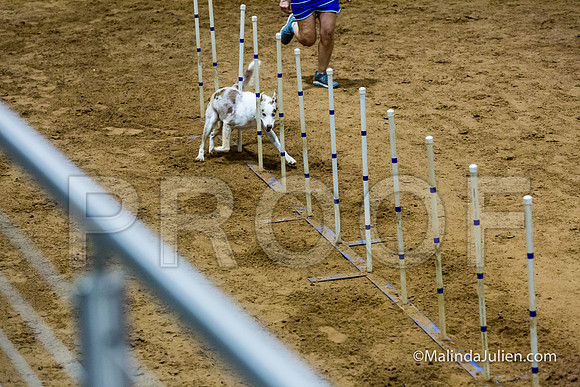 Agility STD Sun 24 Border Collie 8-JJJ_8429-HR3