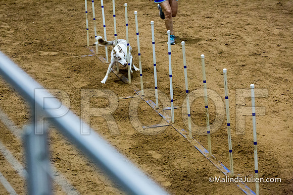 Agility STD Sun 24 Border Collie 8-JJJ_8430-HR3
