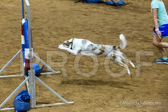 Agility STD Sun 24 Border Collie 8-JJJ_8434-HR3