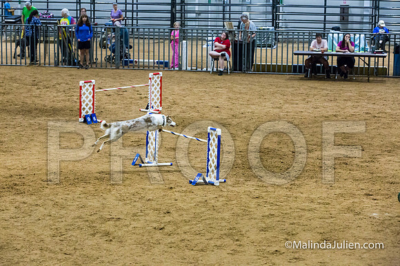 Agility STD Sun 24 Border Collie 8-JJJ_8436-HR3
