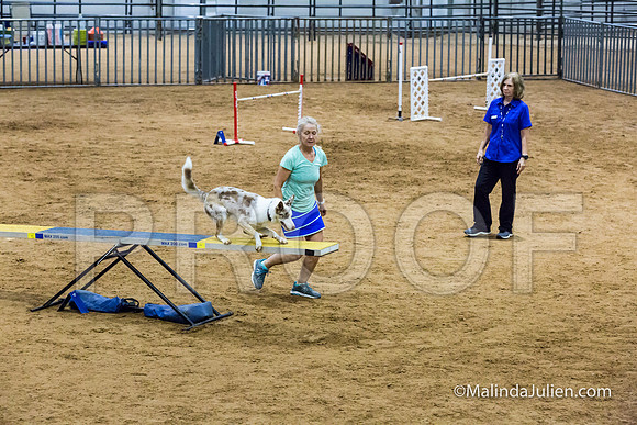 Agility STD Sun 24 Border Collie 8-JJJ_8438-HR3
