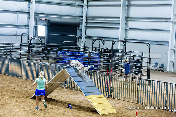 Agility STD Sun 24 Border Collie 8-JJJ_8441-HR3