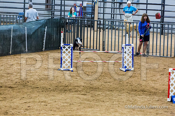 Agility STD Sun 24 Border Collie Sally-JJJ_8216-HR3