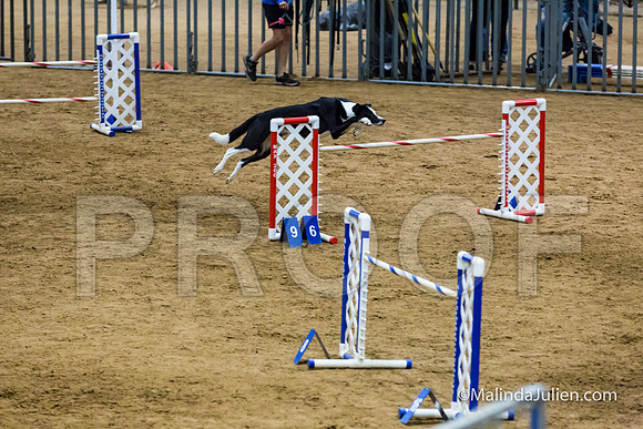 Agility STD Sun 24 Border Collie Sally-JJJ_8217-HR3