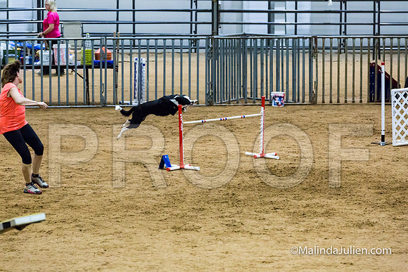 Agility STD Sun 24 Border Collie Sally-JJJ_8219-HR3