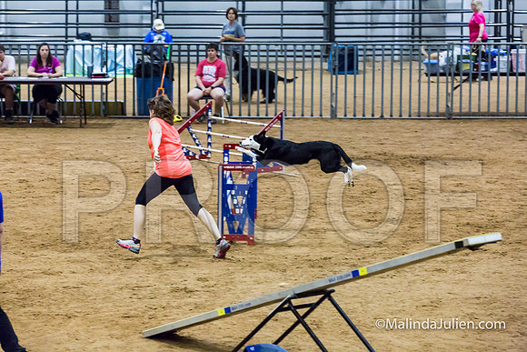 Agility STD Sun 24 Border Collie Sally-JJJ_8220-HR3