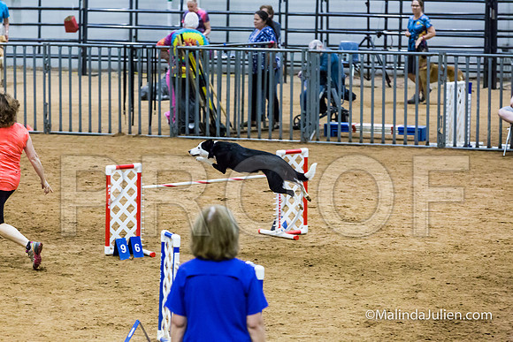 Agility STD Sun 24 Border Collie Sally-JJJ_8223-HR3